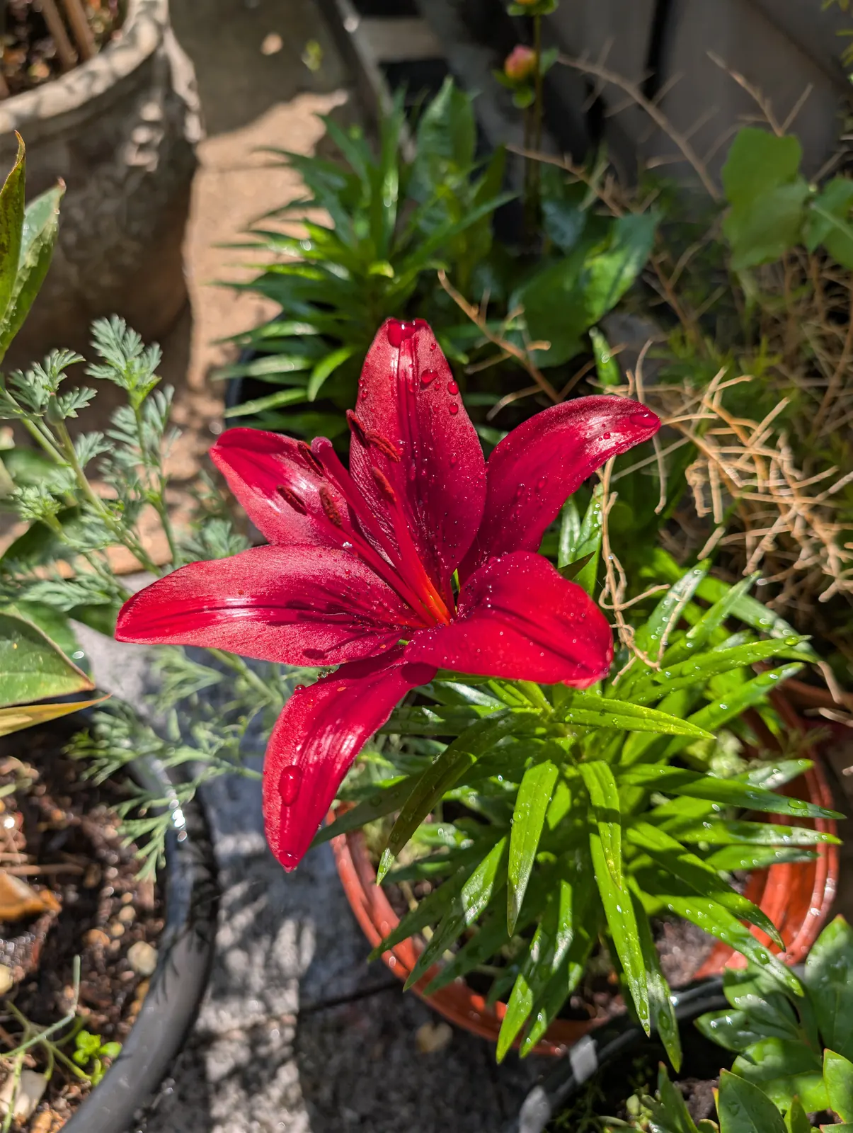 A flower, photographed 25 June 2026