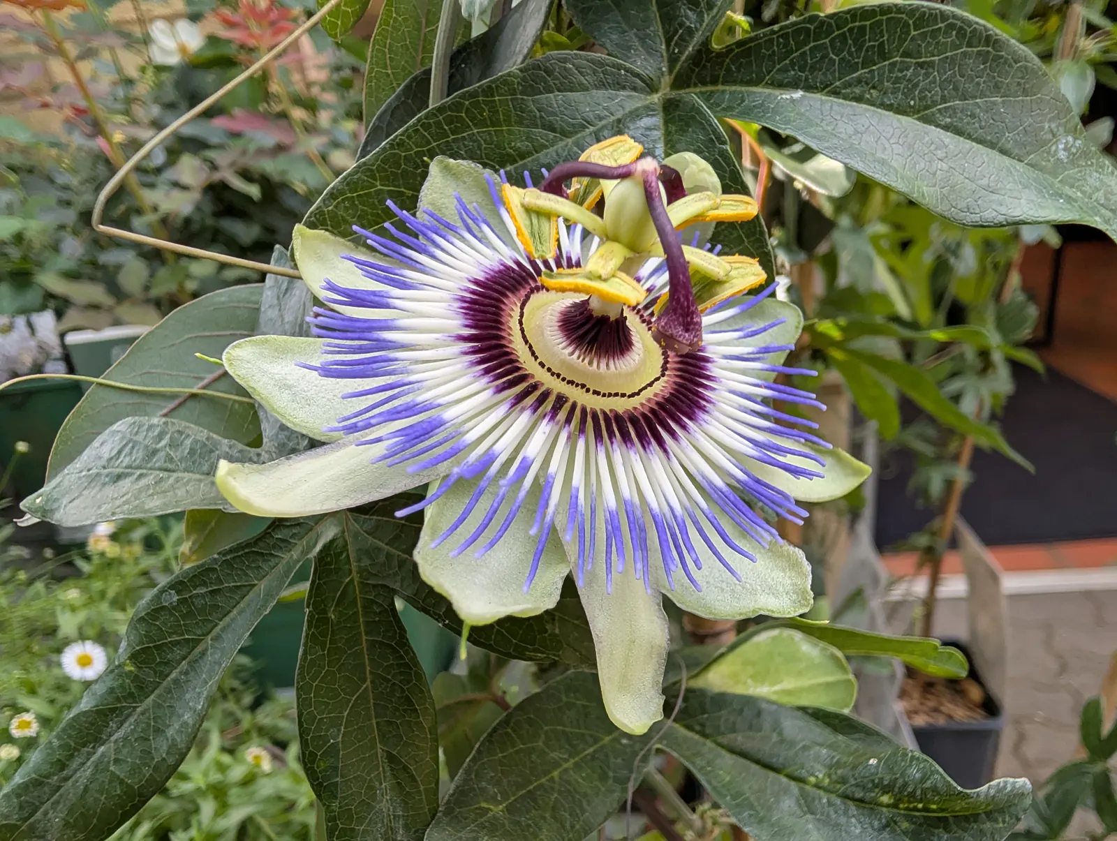 A flower, photographed 3 July 2026