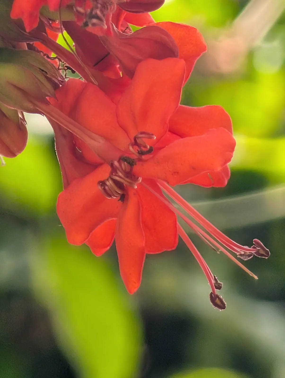 A flower, photographed 3 July 2026