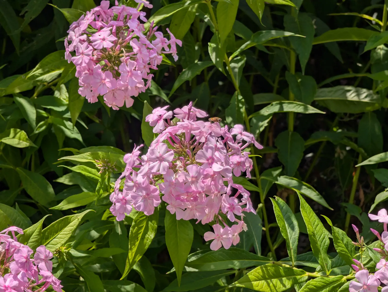 A flower, photographed 3 July 2026