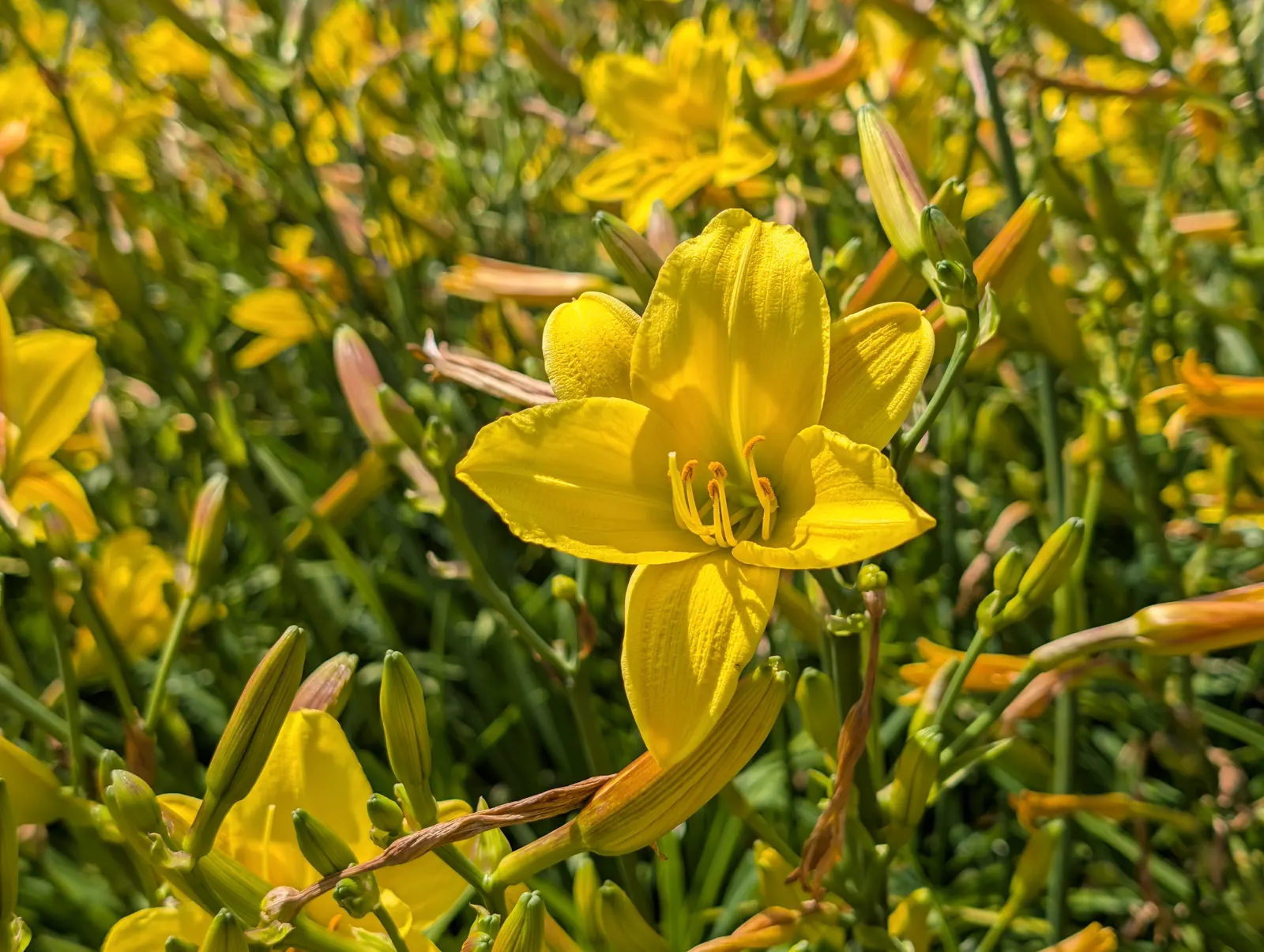 A flower, photographed 3 July 2026