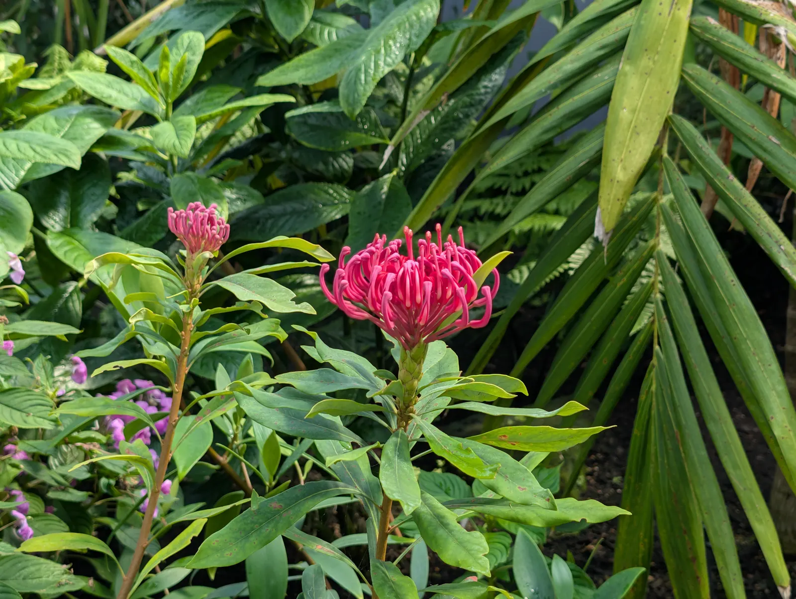 A flower, photographed 3 July 2026