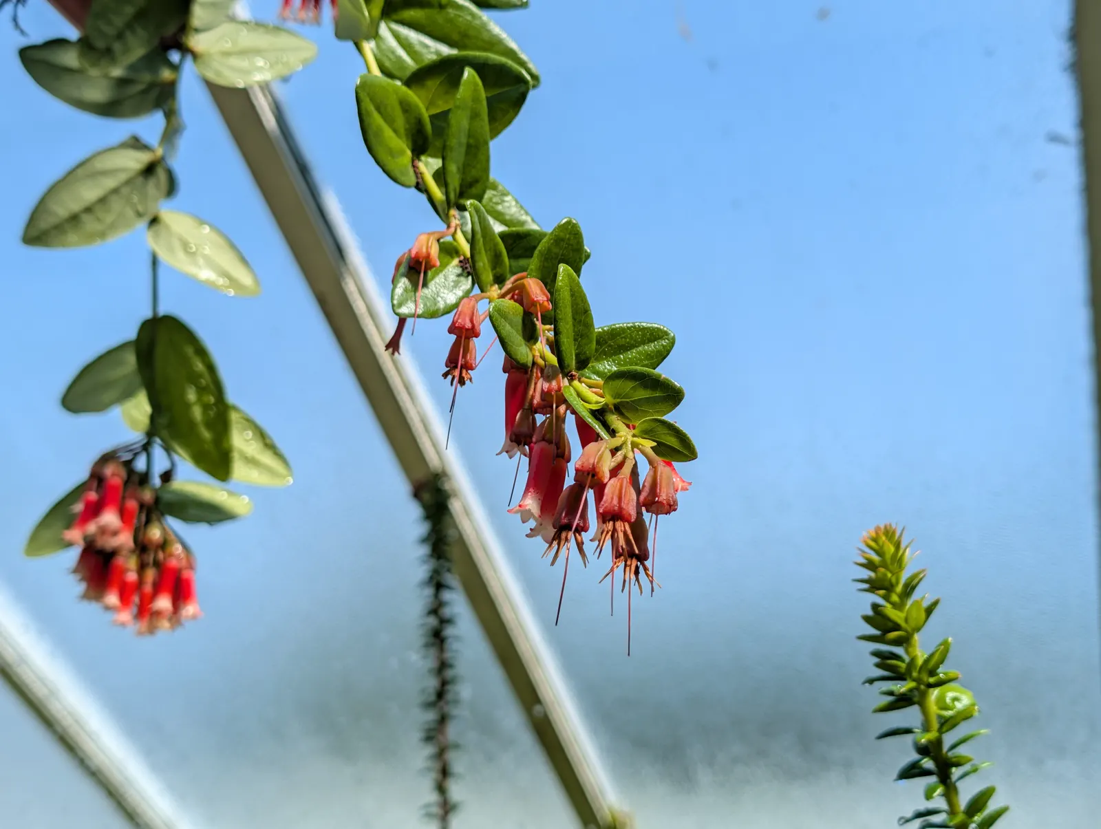 A flower, photographed 3 July 2026
