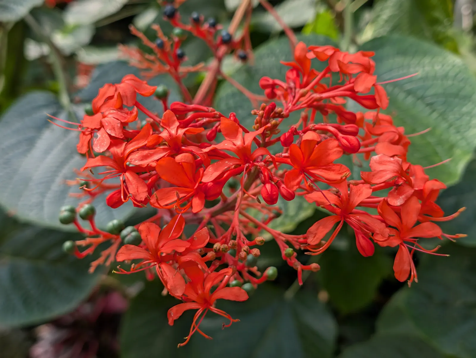 A flower, photographed 3 July 2026