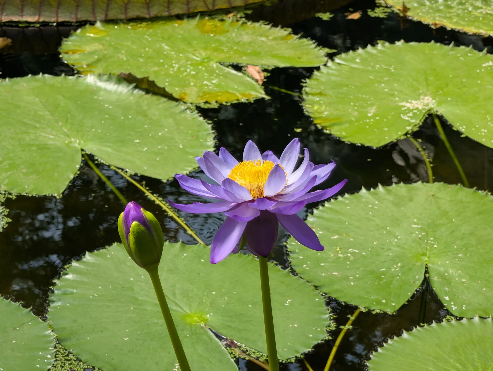 A flower, photographed 3 July 2026
