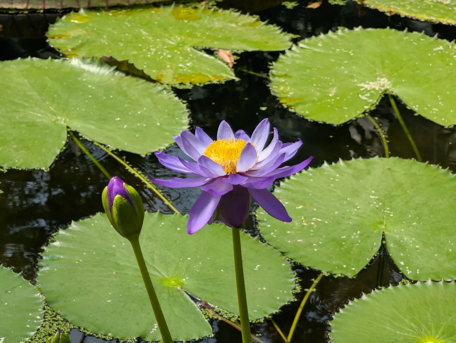A flower, photographed 3 July 2026