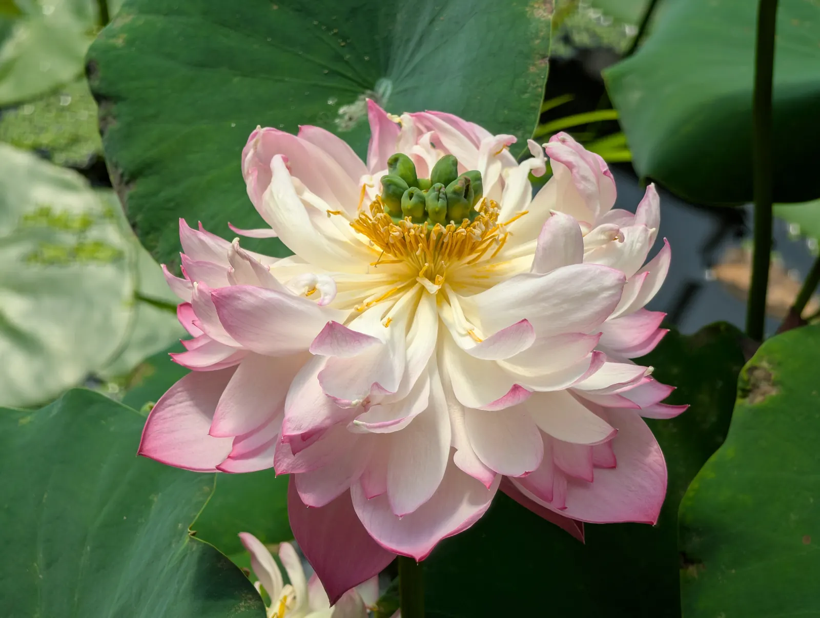 A flower, photographed 3 July 2026