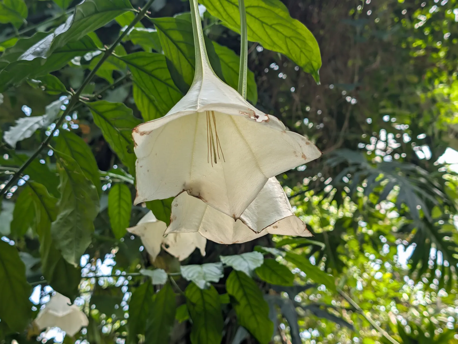 A flower, photographed 3 July 2026
