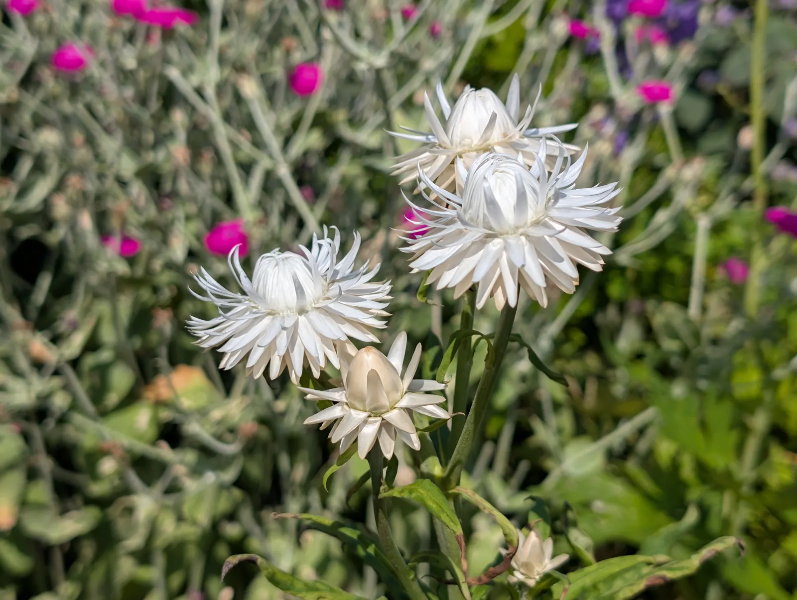 A flower, photographed 3 July 2026