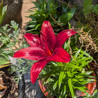 A flower, photographed 25 June 2026