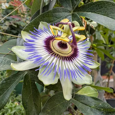 A flower, photographed 3 July 2026