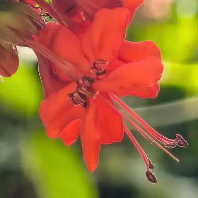 A flower, photographed 3 July 2026