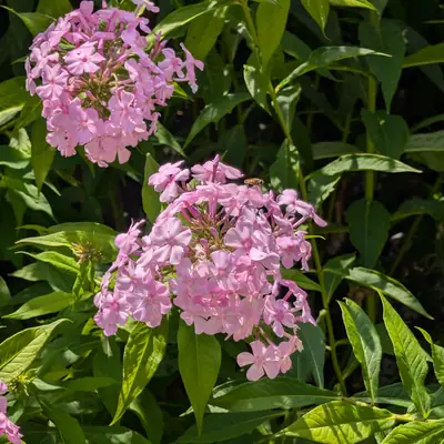 A flower, photographed 3 July 2026