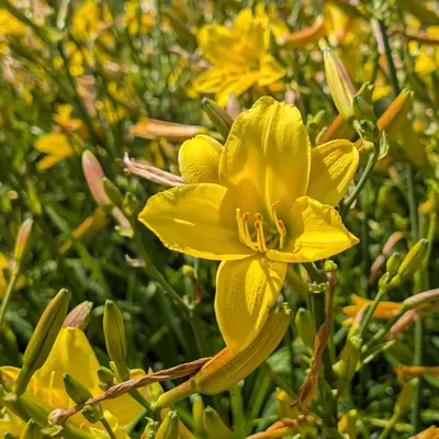 A flower, photographed 3 July 2026