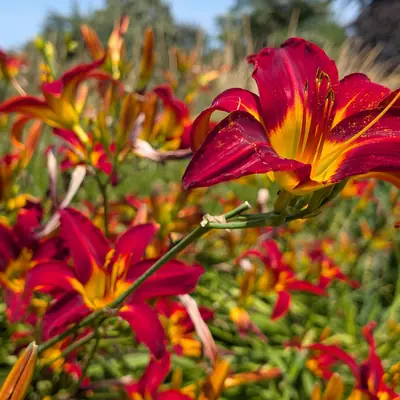 A flower, photographed 3 July 2026