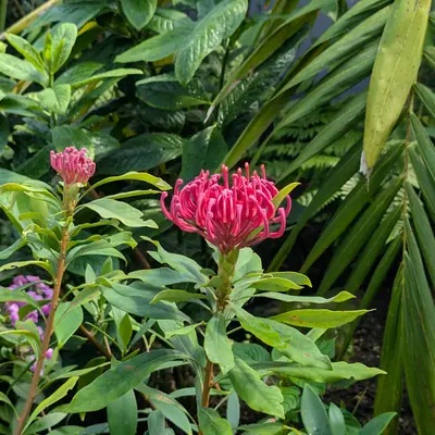 A flower, photographed 3 July 2026
