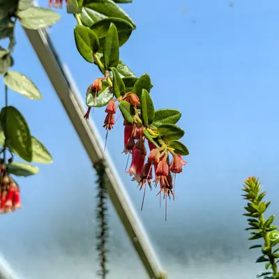 A flower, photographed 3 July 2026