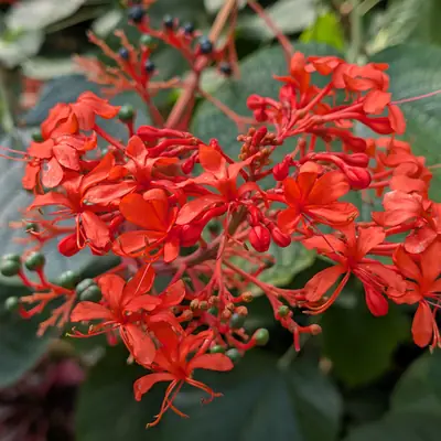 A flower, photographed 3 July 2026