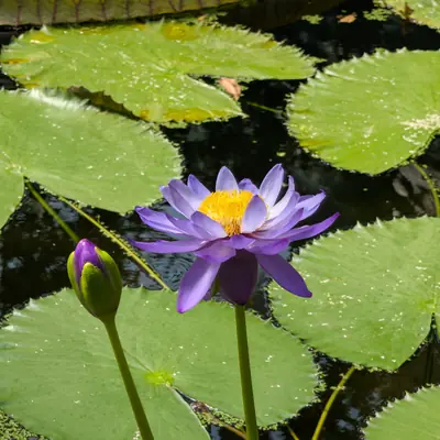 A flower, photographed 3 July 2026