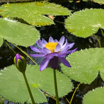 A flower, photographed 3 July 2026