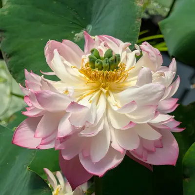 A flower, photographed 3 July 2026