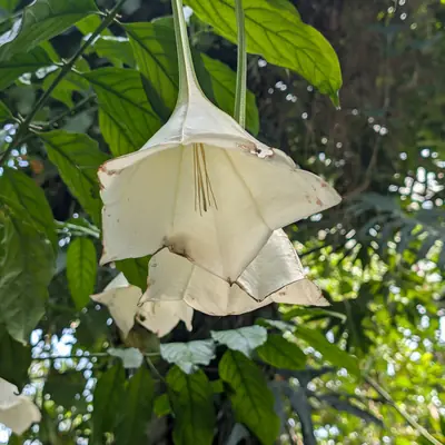A flower, photographed 3 July 2026